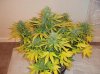 nugs.jpg