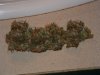 Bud candy.jpg
