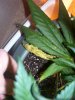 Sick Plants 003.jpg