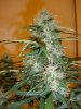 Onyx Bud day 43.jpg