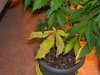 Sick Plants 004.jpg Sick Plants 004.jpg
