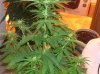 Sick Plants 006.jpg