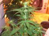 Sick Plants 007.jpg
