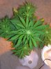 Sick Plants 008.jpg