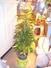 Sick Plants 009.jpg