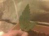813973510-thumb_awierdleaf.jpg