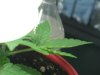 Leaf Problem.jpg