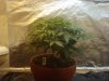 2011-03-08 22.45.29.jpg