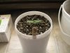 Plant #3-1.jpg