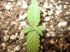 Plant #3-2.jpg