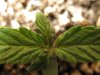 Plant #3-4.jpg