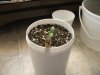 Plant #4-1.jpg
