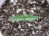 Plant #4-3.jpg