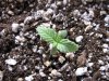 Plant #5-2.jpg