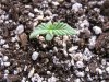Plant #5-3.jpg