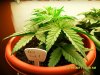Fast Bud #1 16 days old.jpg
