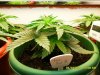 Fast Bud #2 16 days old.jpg