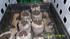 Auto's in prop tray.jpg Auto's in prop tray.jpg