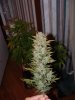 LRBUD-1-22.jpg