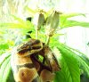 Fix snake and poppies mmj.jpg