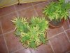 DSCN7087.jpg