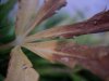 DSCN7073.jpg