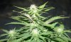 RRF_Day33_2.jpg