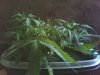 querkle profile.jpg