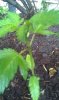 IMAG0017.jpg