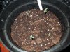 DSCN5177.jpg