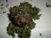 day 80 (seed #2) harvest pic 8.jpg