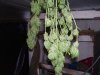 100_1717.jpg