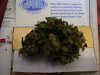 100_1724.jpg