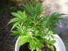 100_1773.jpg