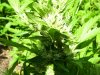 100_1782.jpg