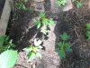 DSCN2040.jpg DSCN2040.jpg