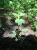 DSCN2042.jpg DSCN2042.jpg