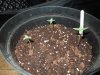 DSCN5252.jpg