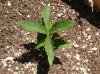 4.20 pineapple wtf day 26.jpg