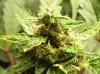 6 03 13 DAY 54 VEG  DAY 15 FLOWER 001.jpg