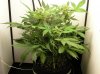6 03 13 DAY 54 VEG  DAY 15 FLOWER 002.jpg