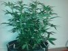 20130603_224924.jpg