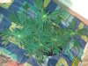 20130603_225015.jpg