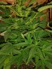 20130603_225359.jpg