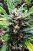 Star Dawg Flower.jpg