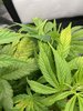 Discolored Leaves Cheese Skunk.JPG