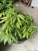 Day 47 UK Cheese Skunk.JPG