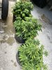 Day 47 Hindu Kush Skunk.JPG