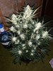 BD35B308-0A76-425B-8DE3-A06272F77E8D.jpeg
