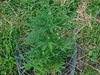DSCN1315.JPG